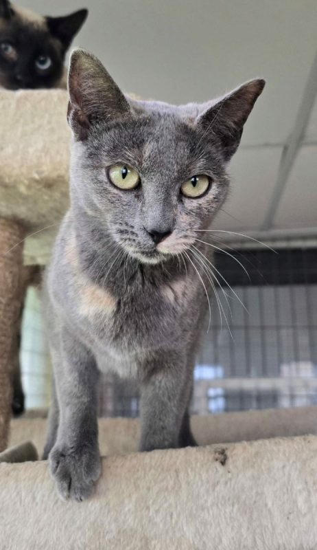 Niebla - Chat à adopter