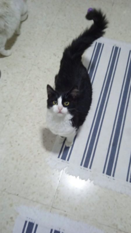 Felisa - Chat à adopter