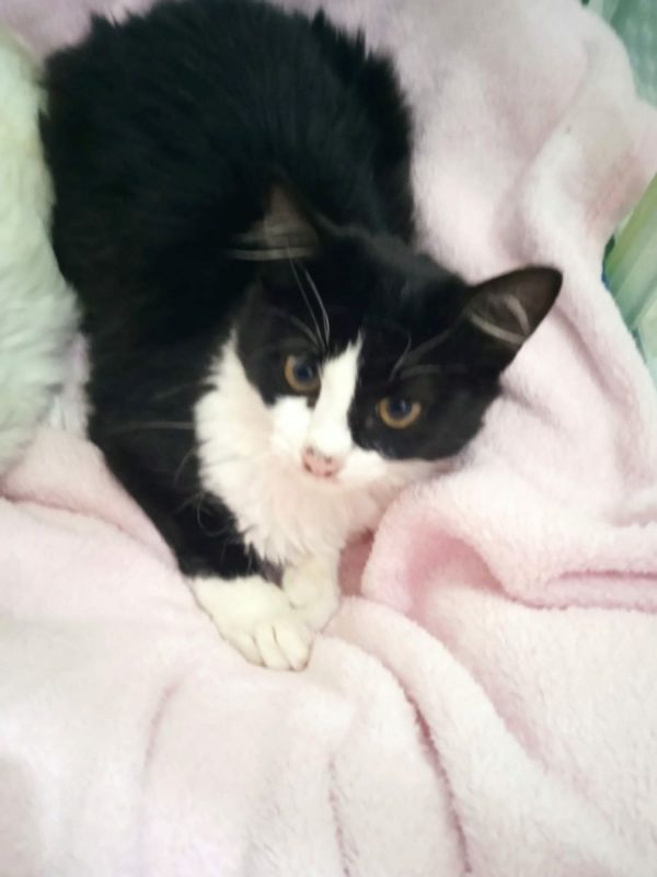 Felisa - Chat à adopter - photo 2