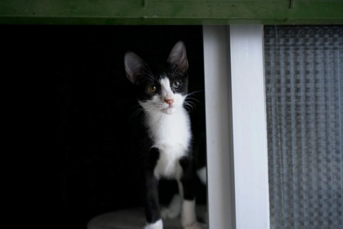 Selva - Chat à adopter