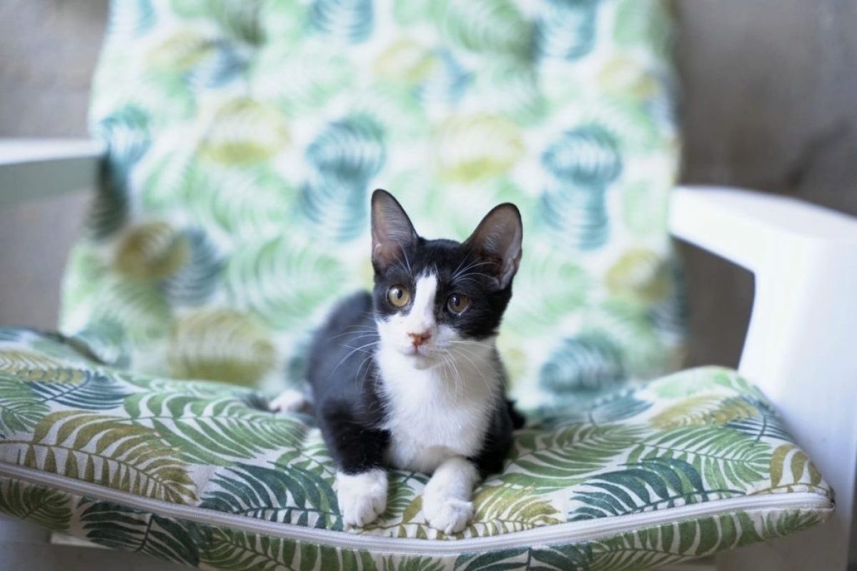 Selva - Chat à adopter - photo 3