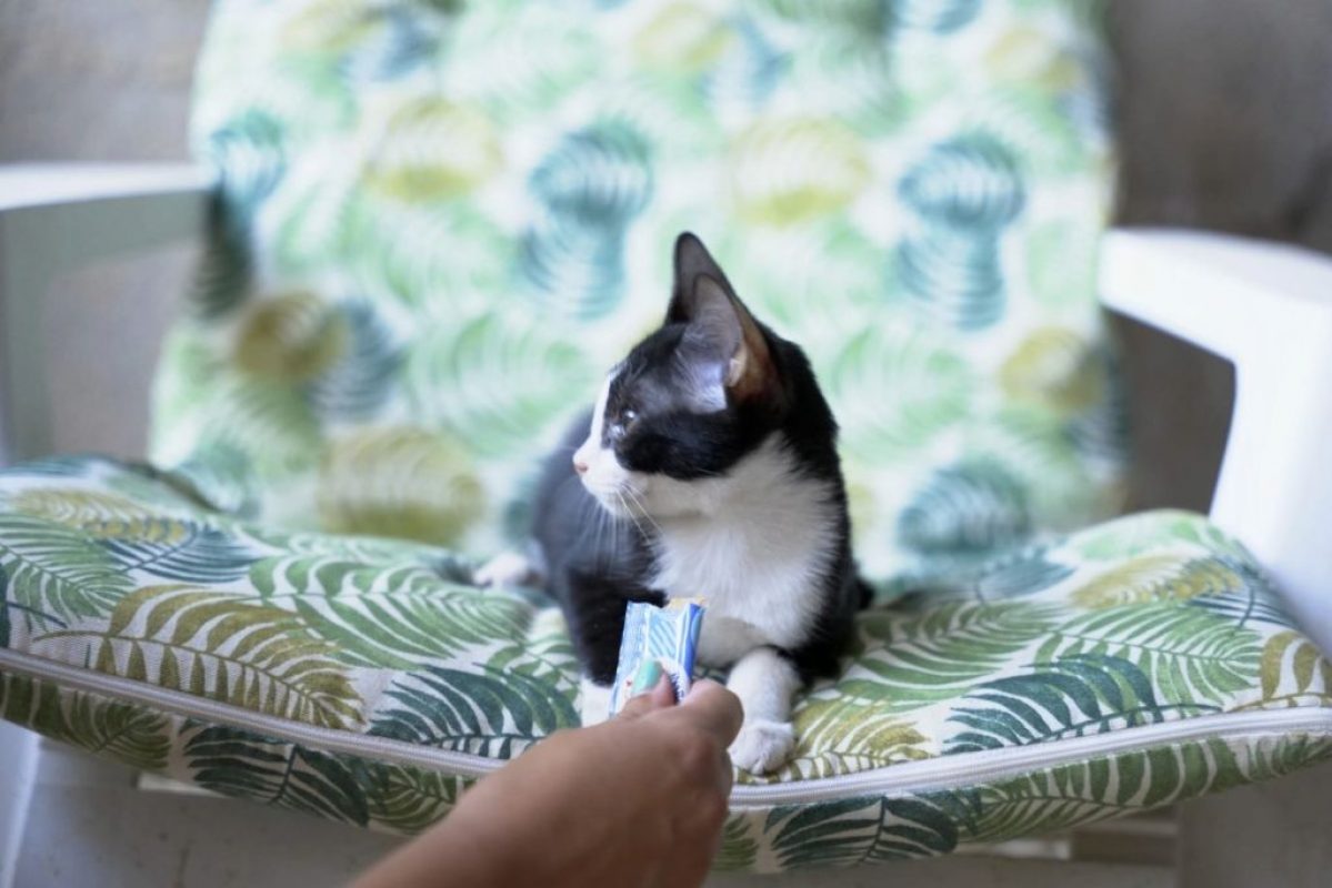 Selva - Chat à adopter - photo 6