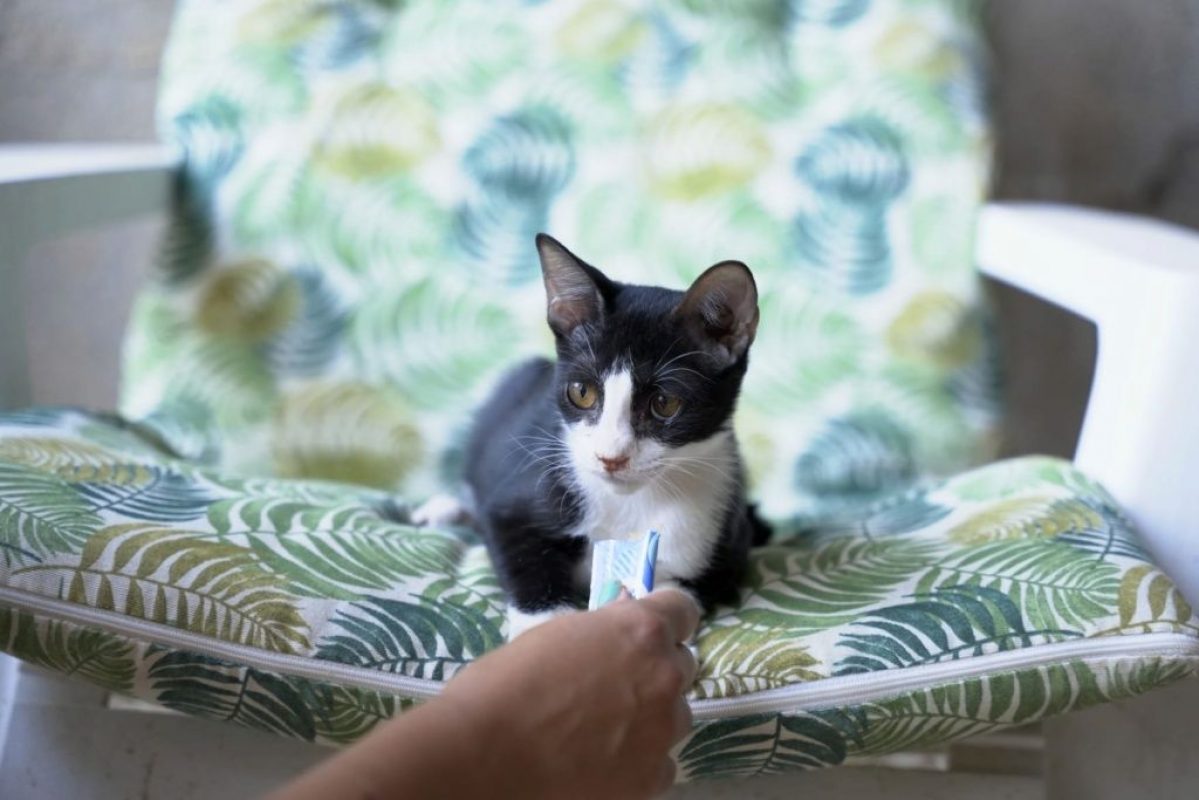 Selva - Chat à adopter - photo 4