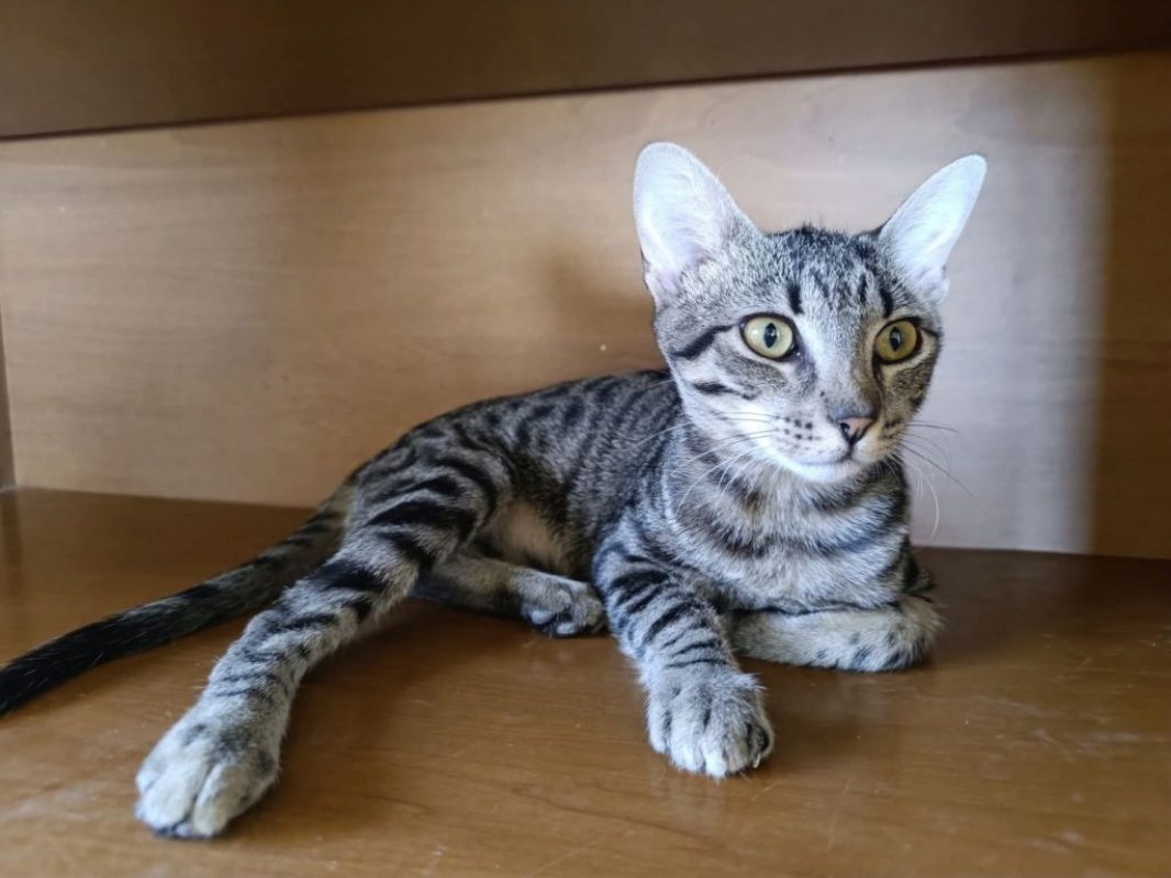 Jessy - Chat à adopter - photo 3
