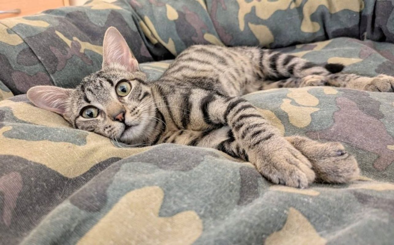 Jessy - Chat à adopter - photo 4