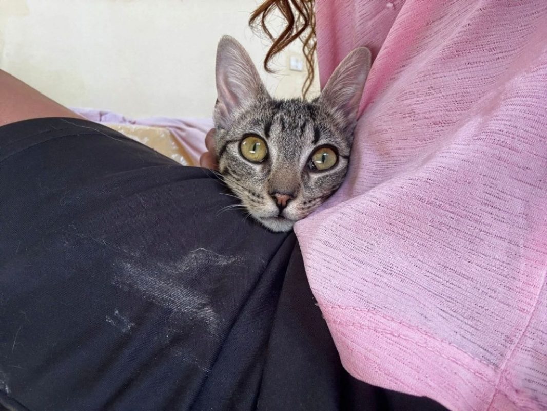 Jessy - Chat à adopter