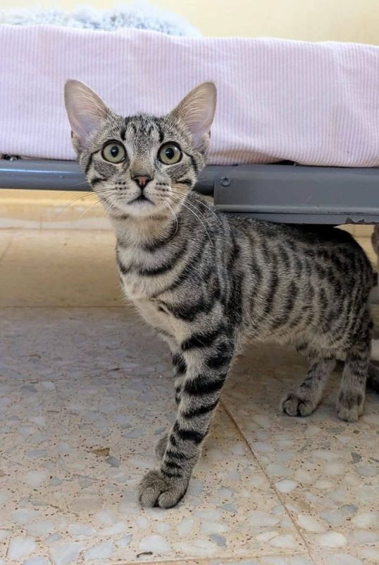Jessy - Chat à adopter - photo 2