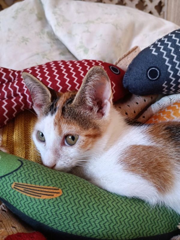 Holly - Chat à adopter - photo 5