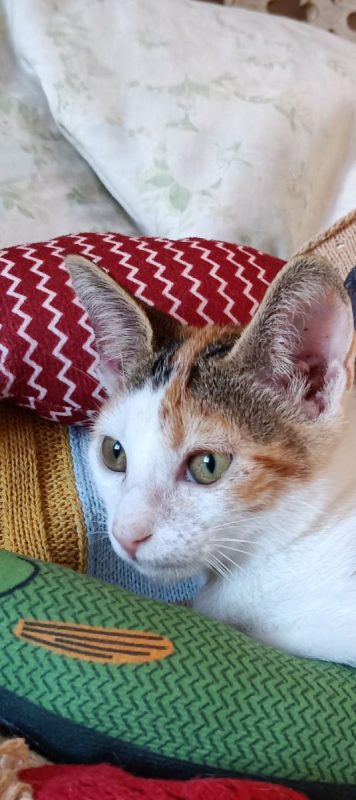 Holly - Chat à adopter - photo 4