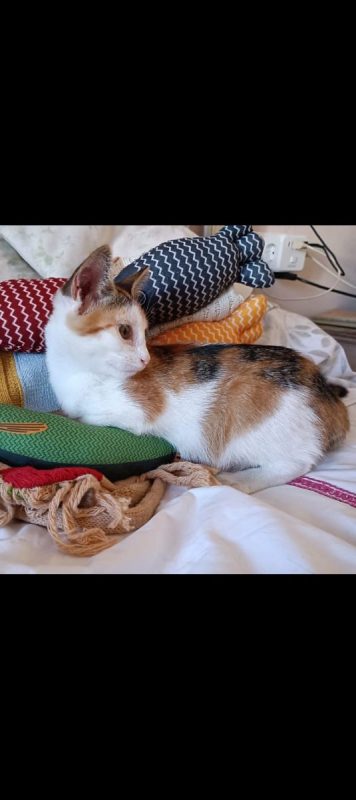 Holly - Chat à adopter - photo 6