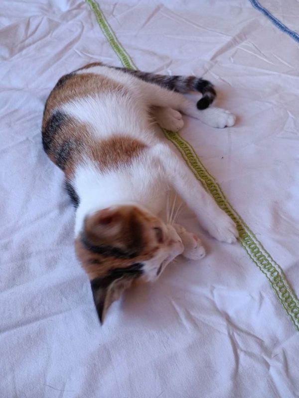 Holly - Chat à adopter - photo 3