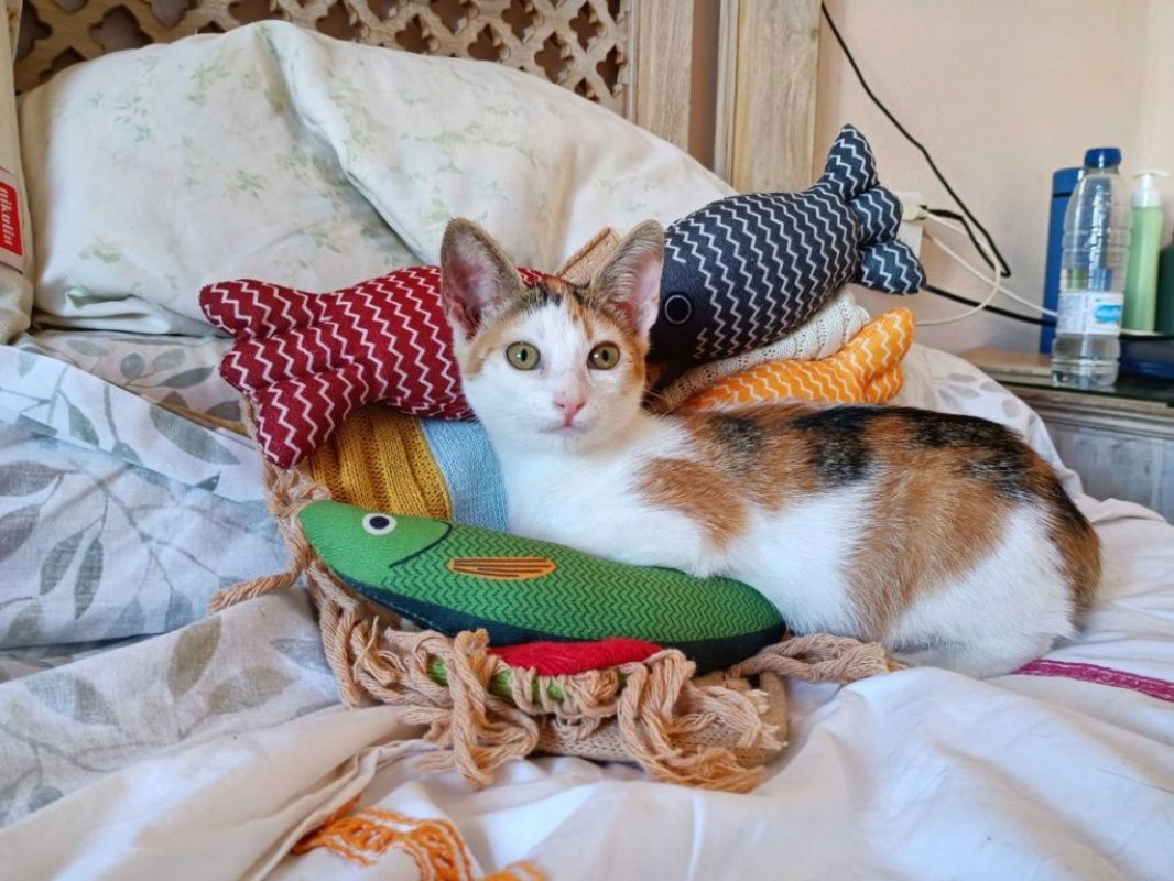 Holly - Chat à adopter