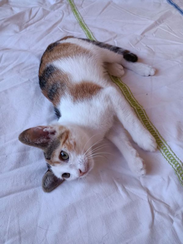 Holly - Chat à adopter - photo 9