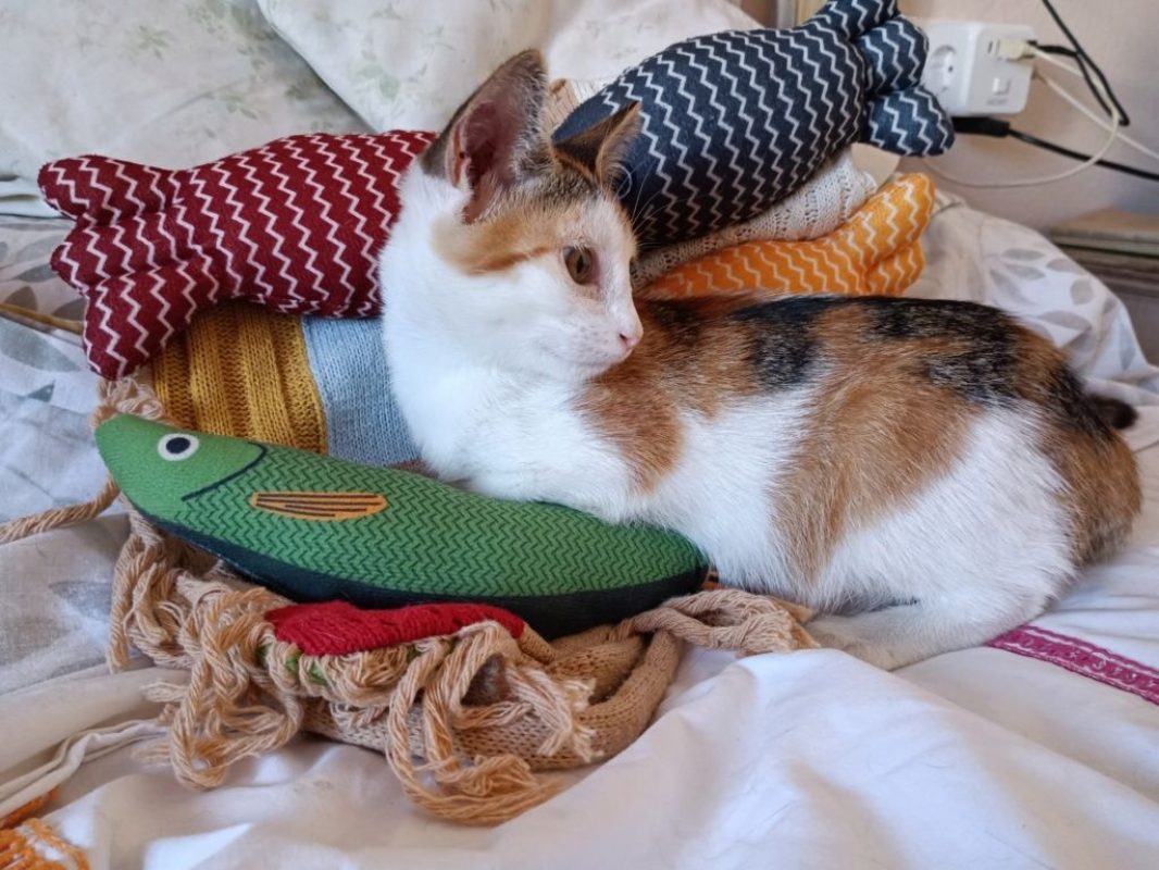 Holly - Chat à adopter - photo 8