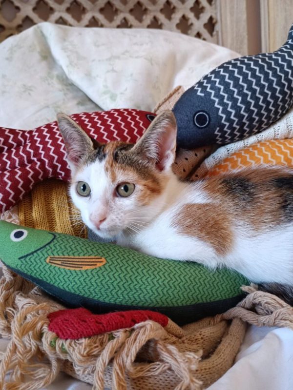 Holly - Chat à adopter - photo 10