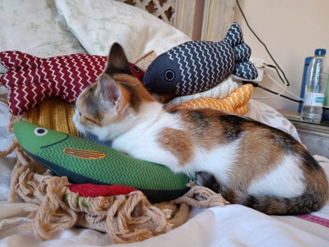 Holly - Chat à adopter - photo 7