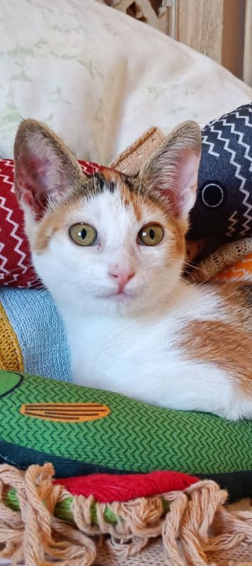 Holly - Chat à adopter - photo 2