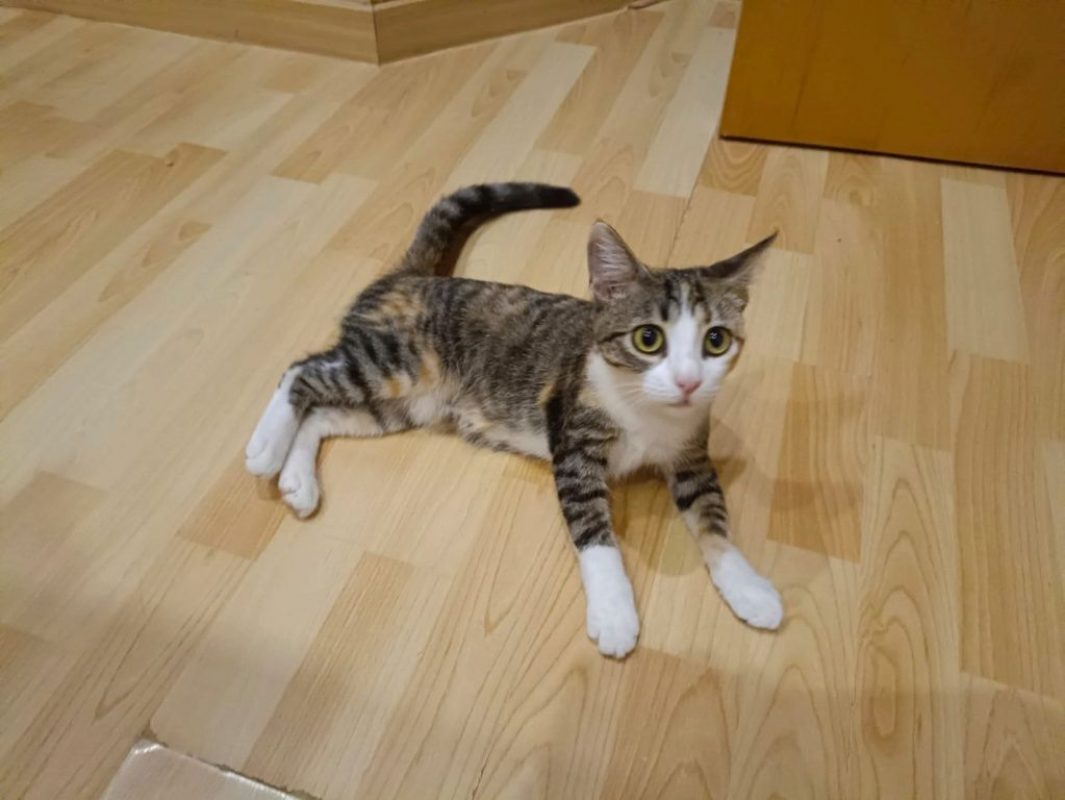 Gala - Chat à adopter - photo 3