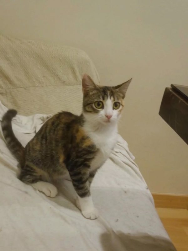 Gala - Chat à adopter