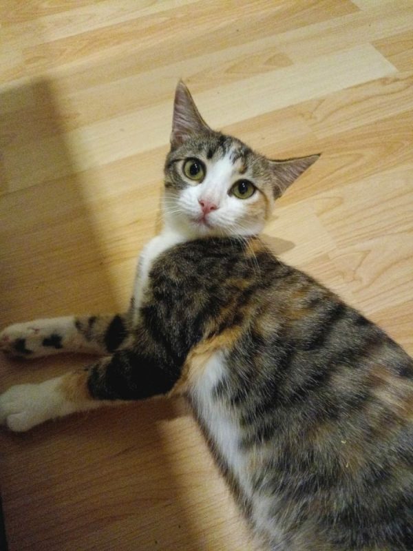 Gala - Chat à adopter - photo 5