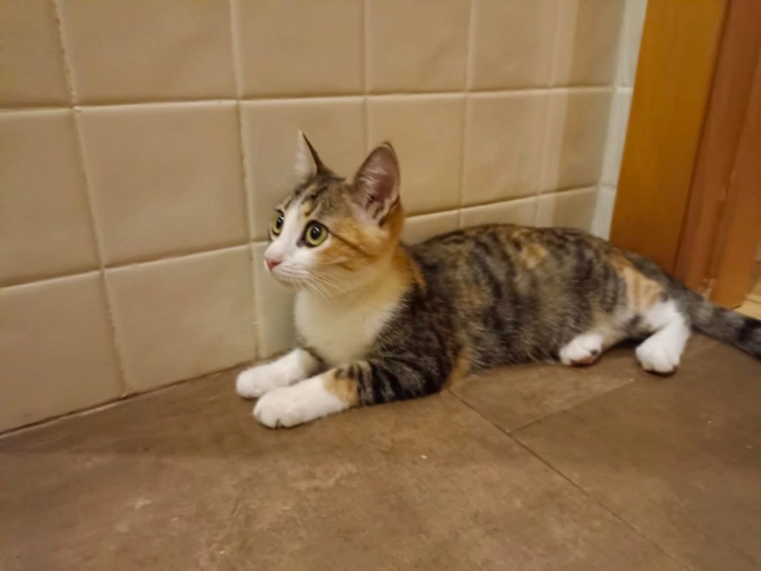 Gala - Chat à adopter - photo 2