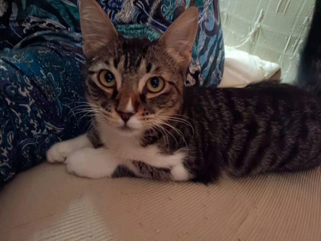 Mika - Chat à adopter - photo 2