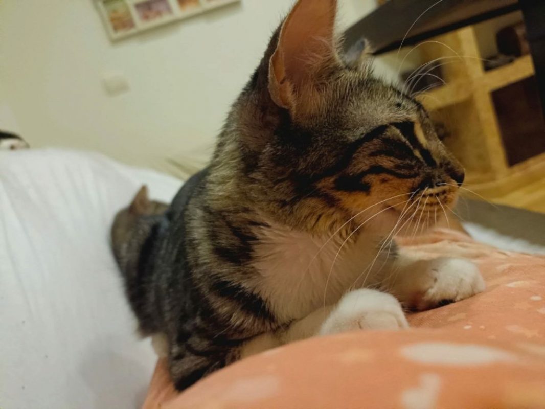 Mika - Chat à adopter - photo 4