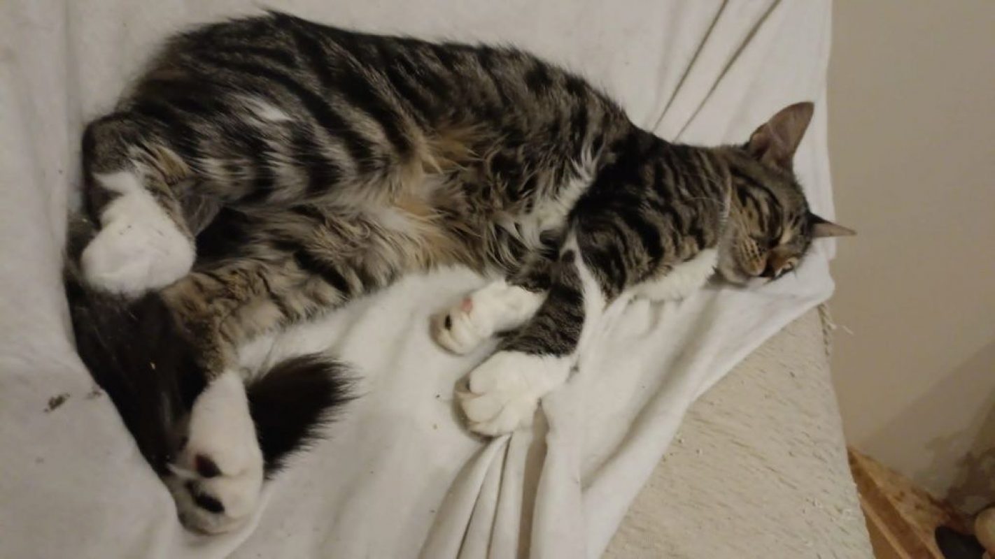 Mika - Chat à adopter - photo 3