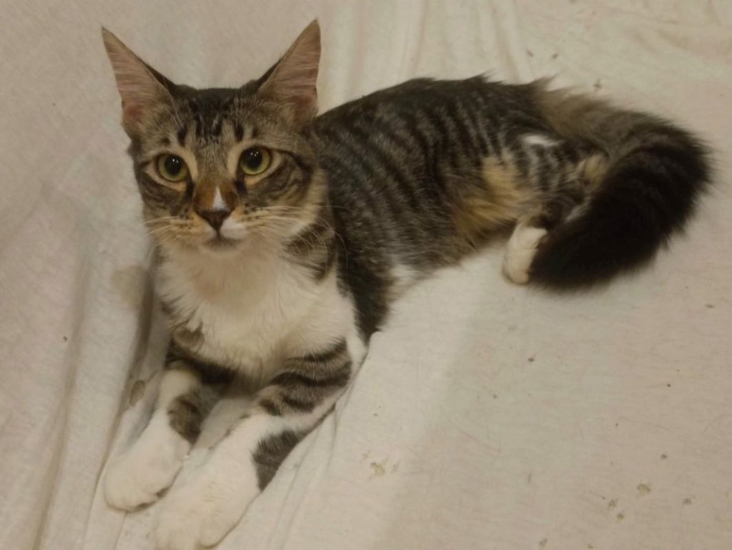 Mika - Chat à adopter