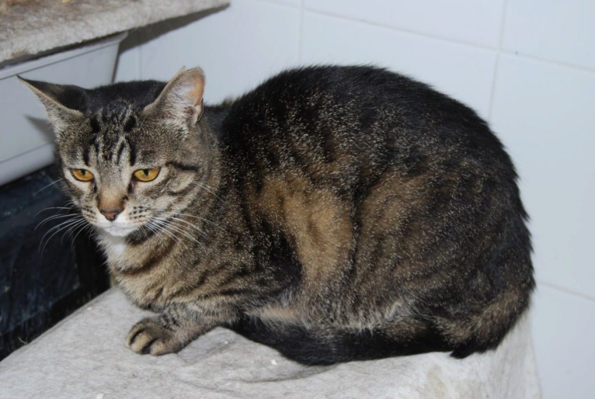 Deisy - Chat à adopter - photo 3