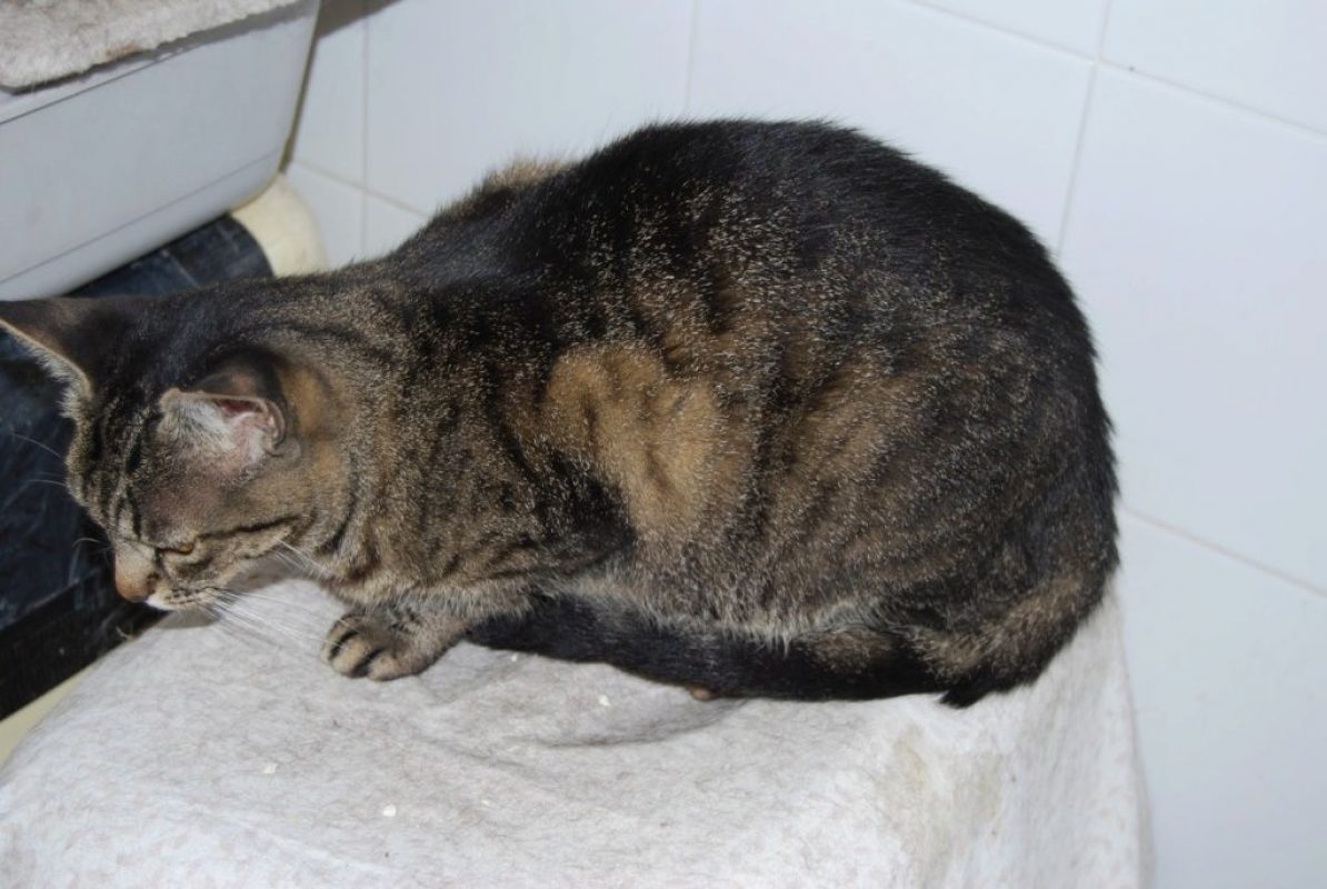 Deisy - Chat à adopter - photo 5