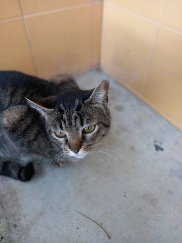 Deisy - Chat à adopter - photo 2