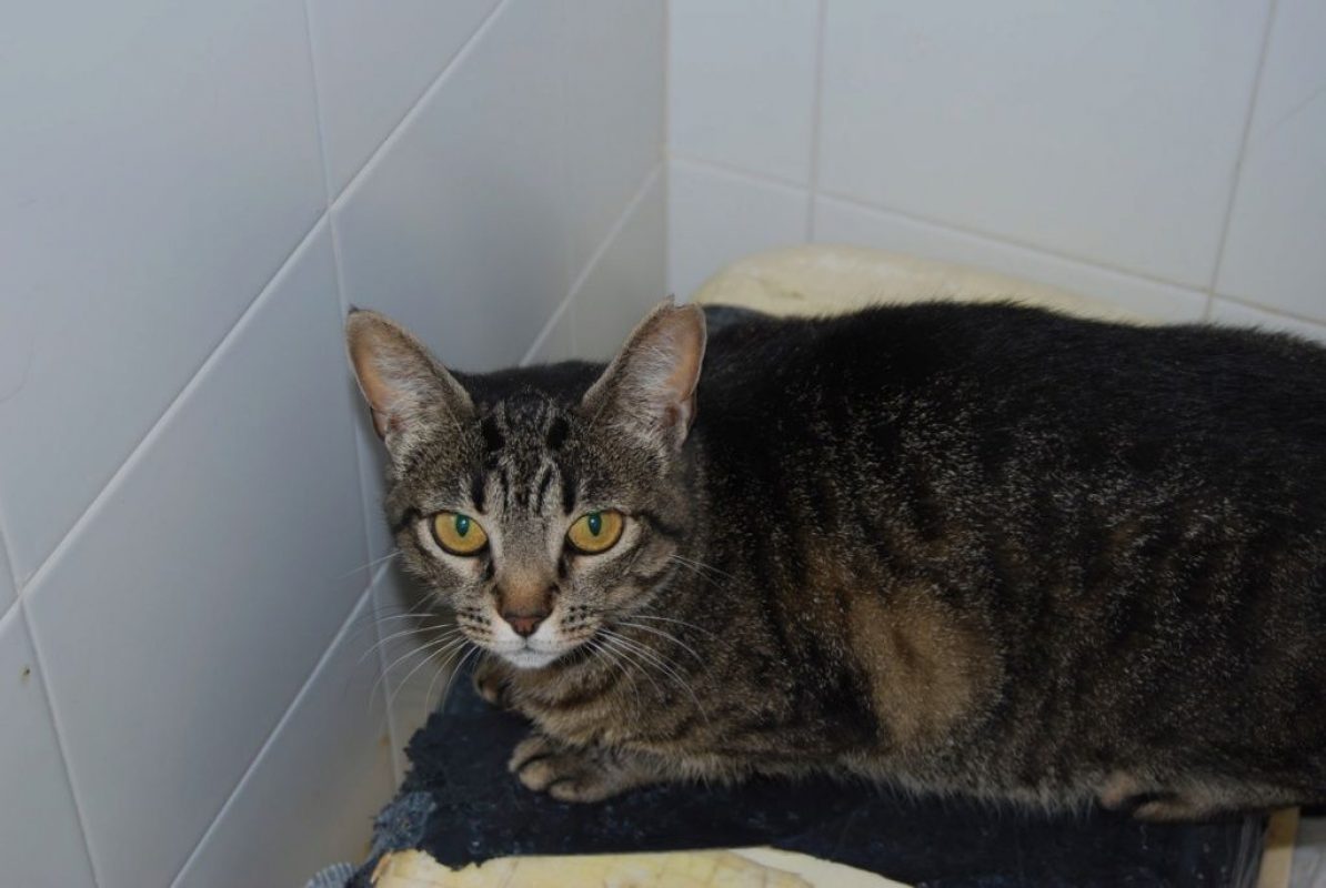 Deisy - Chat à adopter