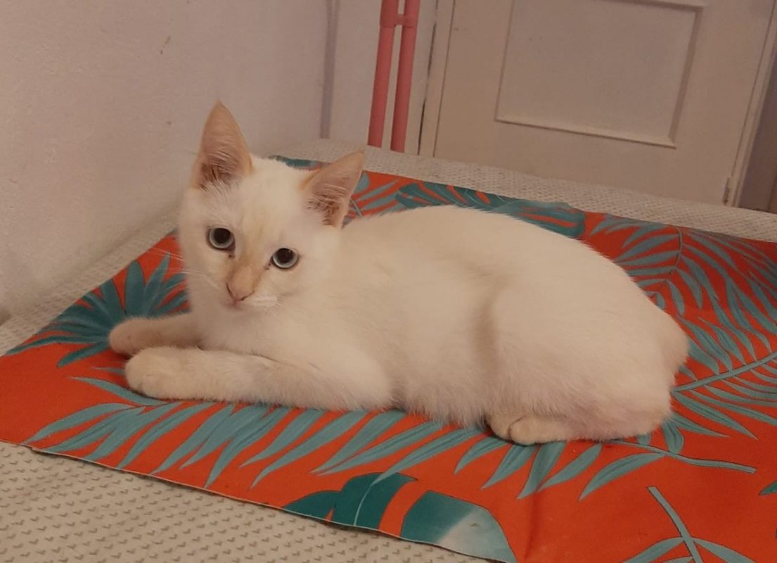 Eduard - Chat à adopter - photo 5