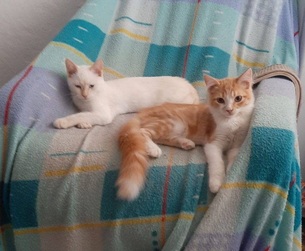 Eduard - Chat à adopter - photo 7