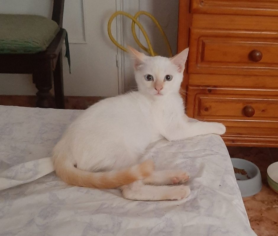 Eduard - Chat à adopter