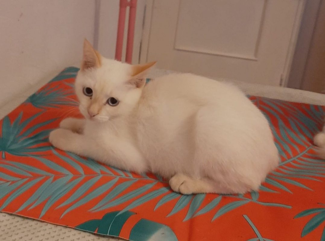 Eduard - Chat à adopter - photo 4