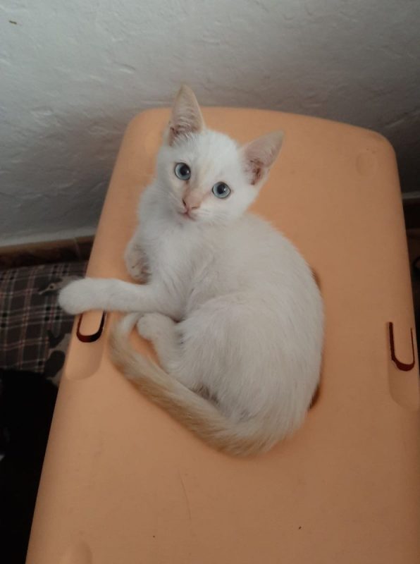 Eduard - Chat à adopter - photo 2