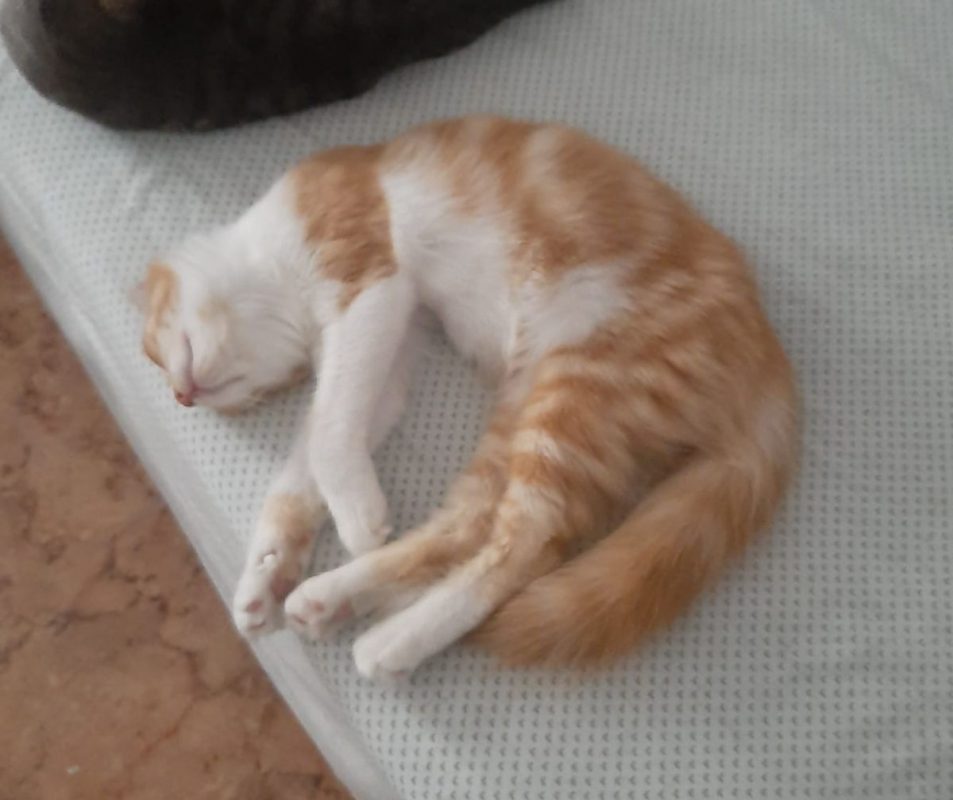 Eliot - Chat à adopter - photo 8