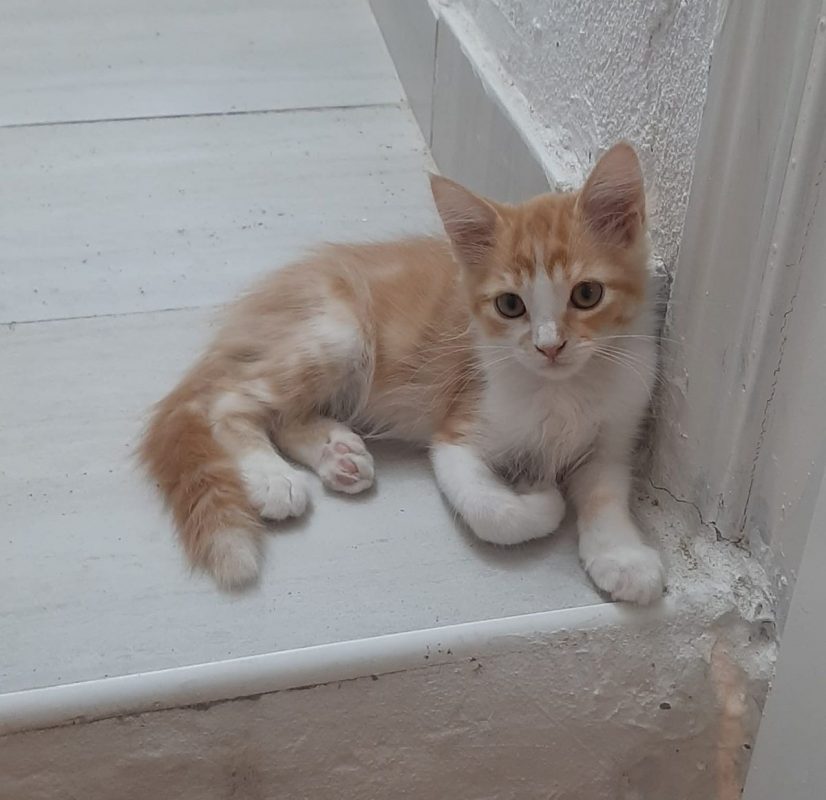 Eliot - Chat à adopter - photo 3