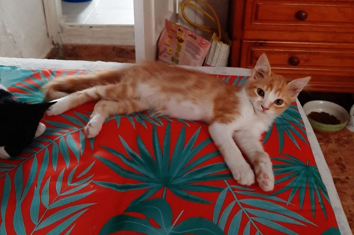 Eliot - Chat à adopter - photo 2