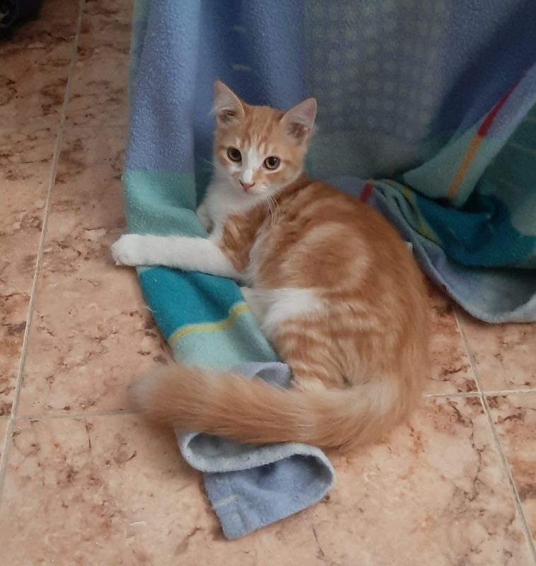Eliot - Chat à adopter