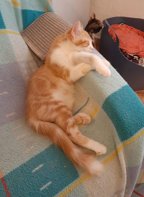 Eliot - Chat à adopter - photo 7