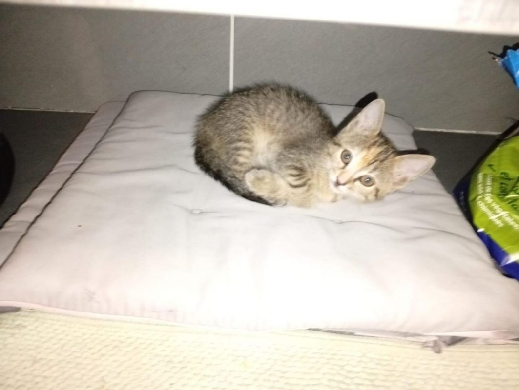 DINAH - Chat à adopter - photo 2