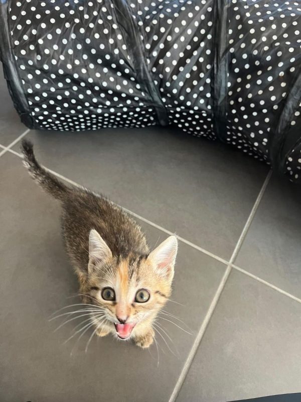 DINAH - Chat à adopter - photo 3