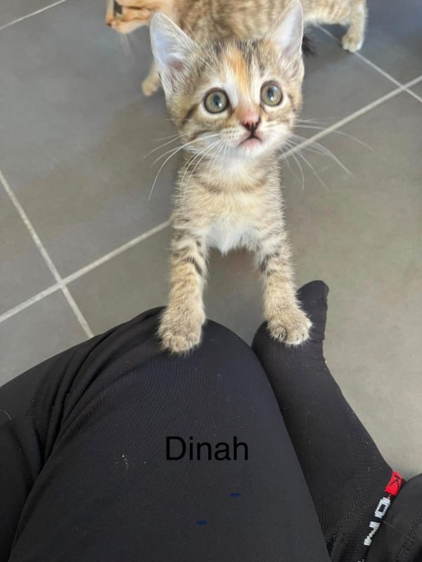 DINAH - Chat à adopter