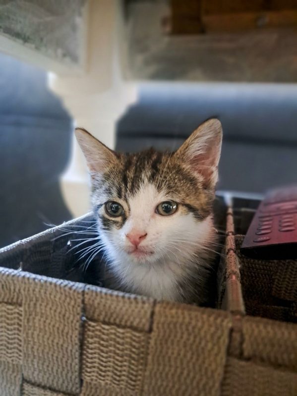 FÉLICIE - Chat à adopter
