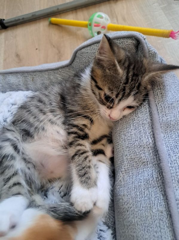 FÉLICIE - Chat à adopter - photo 3