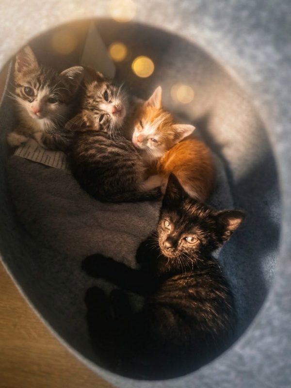FÉLICIE - Chat à adopter - photo 2