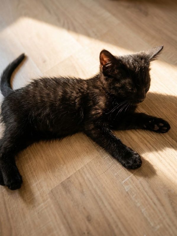 MYRTILLE - Chat à adopter - photo 2